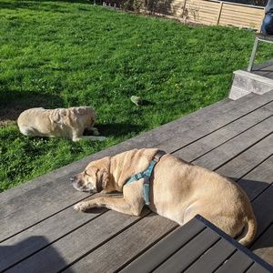 Meet your Posher, Ben